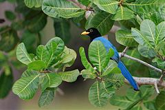 Yucatan Jay